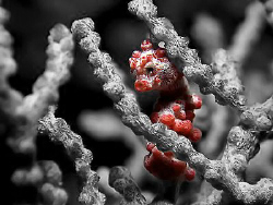 ART! taken with canon S80 with strobe and double macro lens by Paul Ng 